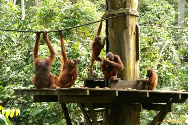 Familia de orangutanes  - Sepilok- Sabah -  Malasia