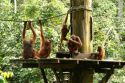 Ampliar Foto: Familia de orangutanes  - Sepilok- Sabah -  Malasia