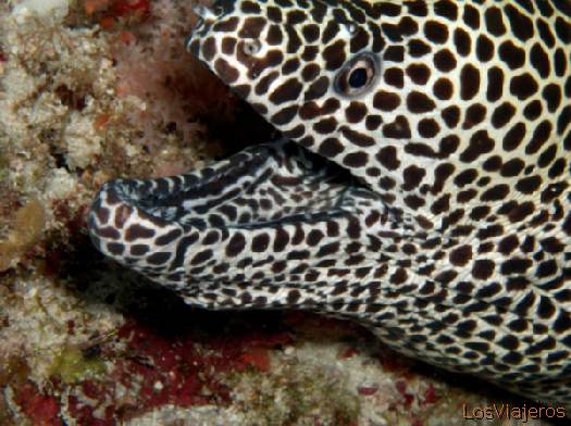 Black-spotted moray. Maldives. - Global
Morena moteada. Maldivas. - Global