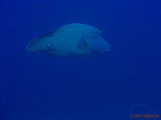 Napoleonfish. Maldives. - Global
Napoleón. Maldivas. - Global