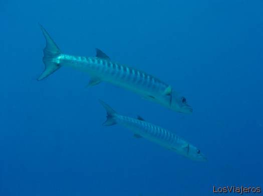 Barracudas. Maldivas. - Global