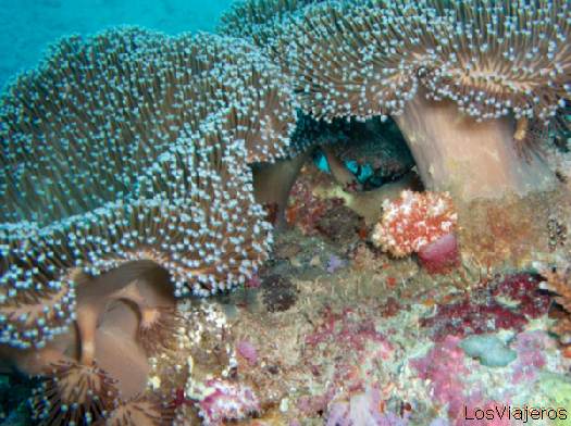 Arrecifes de coral en las Islas Maldivas
