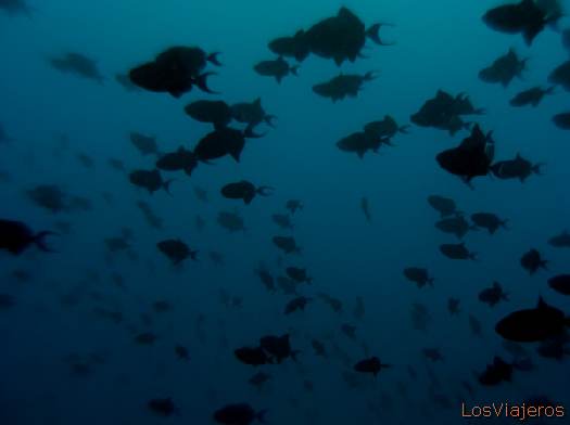 Redtooth triggerfish. Maldives. - Global
Peces ballesta. Maldivas. - Global