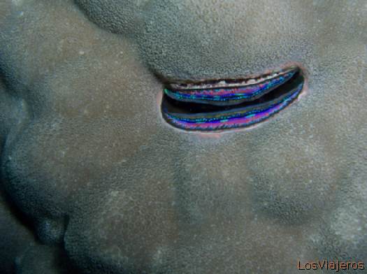 Coral clam. Maldives. - Global
Nacra de coral. Maldivas. - Global