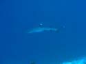 This shark is often seen during night dives  Triaenodon obe
