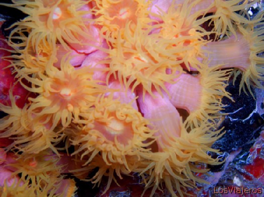Coral blando. Maldivas. - Global