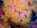 This colorfull coral grows in caves and shipwrecks  Tubastr