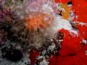 Ir a Foto: Coral blando. Maldivas. 
Go to Photo: Soft Coral. Maldives.