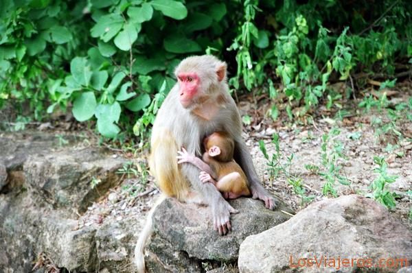 Hembra de babuino con cría-Monywa-Myanmar