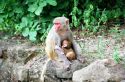 Ir a Foto: Hembra de babuino con cría-Monywa-Myanmar 
Go to Photo: Female Baboon with a baby-Monywa-Burma