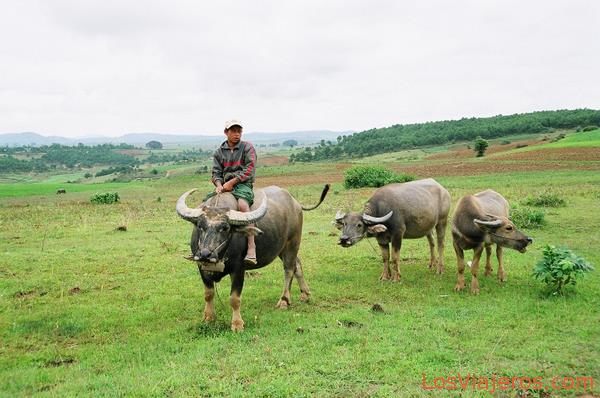 Buffalos-Burma - Myanmar
Bufalos-Myanmar
