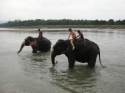 Ir a Foto: Baño de elefantes 
Go to Photo: Elephants bath