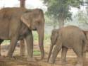 Go to big photo: Elephants