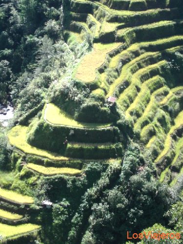 Rice terraces,  Banaue - Philippines
Banaue, terrazas de arroz - Filipinas
