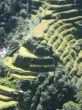 Rice terraces,  Banaue - Philippines
Banaue, terrazas de arroz - Filipinas