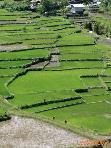 Rice terraces in Banaue - Philippines
Terrazas de arroz en Banaue - Filipinas