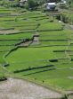 Go to big photo: Rice terraces in Banaue