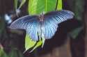 Ampliar Foto: Mariposa azul - Birmania