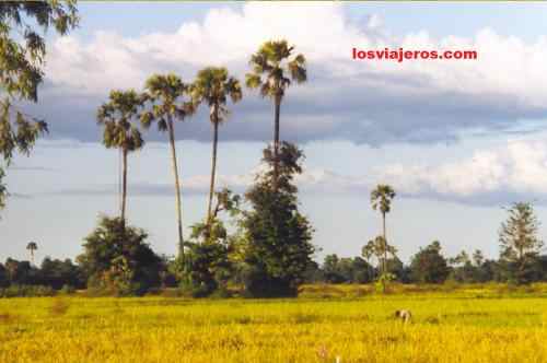 Myanmar's Typical Lanscape