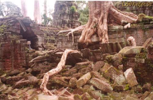 Giant trees growing over the ruins of Ta Prohm -Angkor- Cambodia
Arboles enormes creciendo sobre las ruinas de Ta Prohm - Camboya