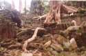 Ampliar Foto: Arboles enormes creciendo sobre las ruinas de Ta Prohm - Camboya