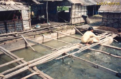 Dando de comer a los peces - Camboya