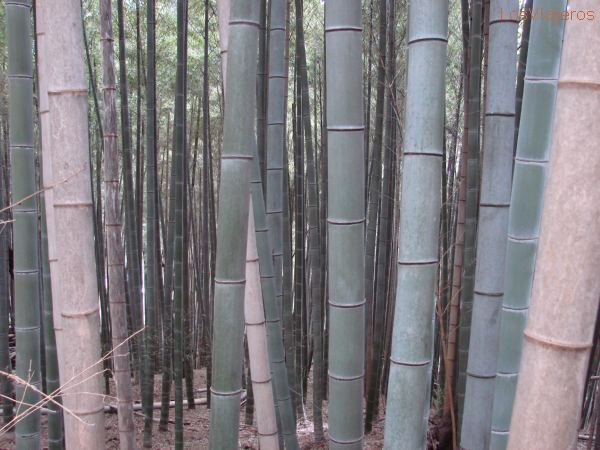 Bamboo Forest - Fushimi Inari - Japan
Bosque de Bambú - Fushimi Inari - Japon