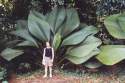 Ampliar Foto: Planta que sirve de sombrilla en Indochina