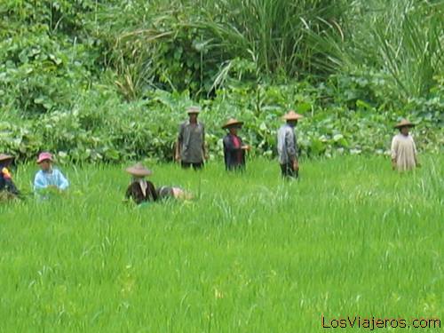 Campesinos en los arrozales, Mae Hong Son - Tailandia