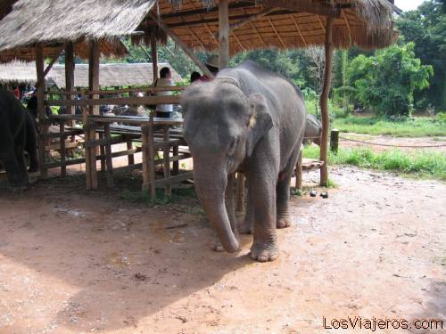 Pequeño elefante - Chiang Rai - Tailandia