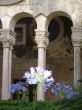 Dubrovnik: claustro
Cloister