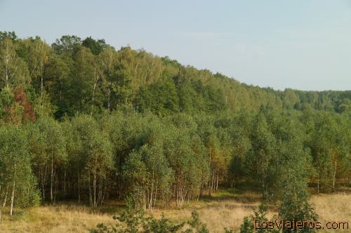 Bosque a principio de otoño- Polonia