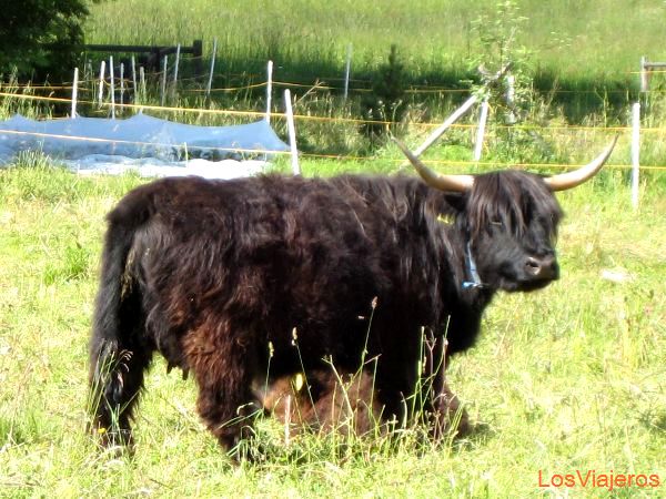 Vaca en Saas Fee - Suiza
