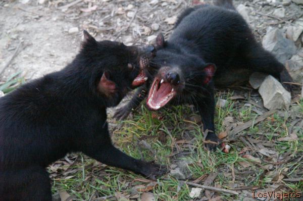 Tasmanian Devils -Tasmania- Australia
Demonios de Tasmania luchando -Tasmania- Australia