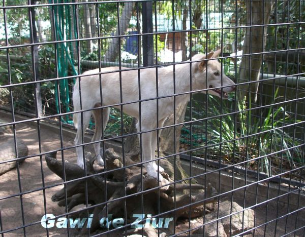 Dingo -Canis lupus dingo -Queensland- Australia