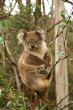 Koala -Parque Nacional de Port Campbell- Australia