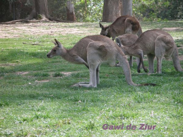 Kangaroo -Queensland- Australia
Canguros -Queensland- Australia