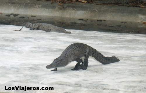 Farm of crocodiles- Papua New Guinea - Indonesia
Granja de cocodrilos - Cerca de Jayapura - Indonesia
