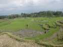 Ampliar Foto: Campos de arroz de la zona Toraja