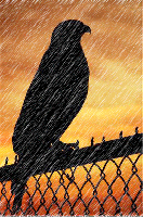 Avatar de Falcon Imagen: Falcon
