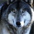 Avatar de Sra.Lobadenoche Imagen: Sra.Lobadenoche