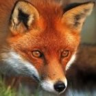 Imagen: FoxfloaT