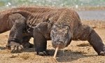 Imagen: DragonKomodo