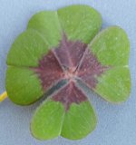 Imagen: Academiaepicoos.eu