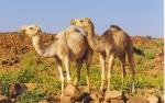 Camellos en el Sahara