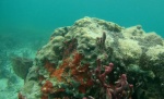 Corales en Cayo Coral - Isla de Bastimentos - Bocas del Toro
