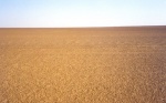 Desierto pedregoso - Sahara