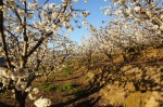 Cerezos en Flor en el Valle del Jerte - Cáceres
