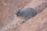 Marmota entre las rocas del Spitzkoppe