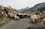 Carretera de Montaña - Durmitor